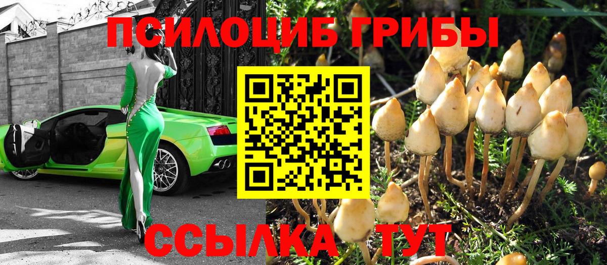 Псилоцибиновые грибы Psilocybe Вышний Волочёк